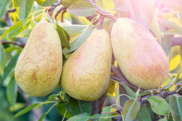 ripe pears on a branch with leaves in the sun. Macro, copy space