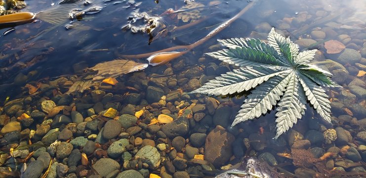 Cannabis Leaf Kelp Rock Pool_4