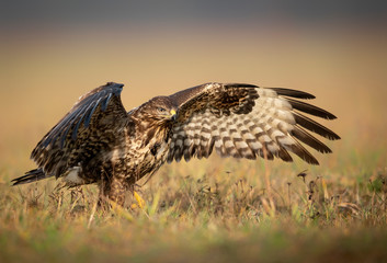 Common buzzard (Buteo buteo) close up