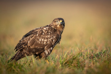 Common buzzard (Buteo buteo) close up