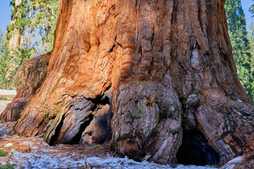 Giant Sequoia in Grants Grove, Kings Canyon National Park