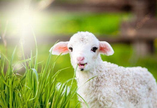 portrait of cute little lamb grazing in green spring meadow