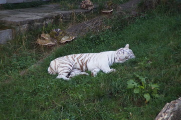 white tiger