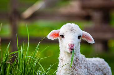 portrait of cute little lamb grazing in green spring meadow