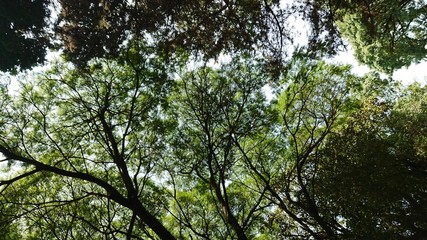 Fototapeta premium Arboles en calle