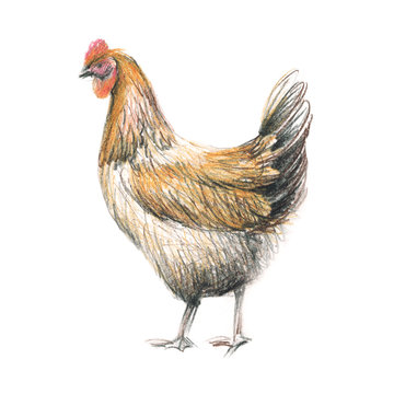 Hen isolated on white background. Watercolor drawing Illustration 