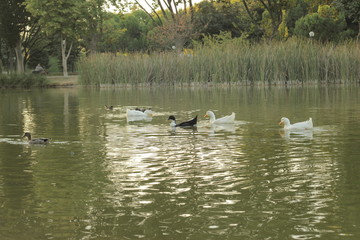 ducks in the pond