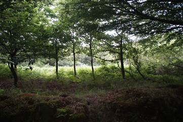 trees in the forest