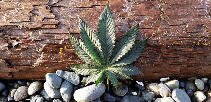 West Coast Cannabis Leaf_2