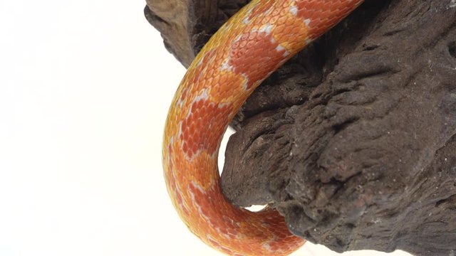 Tiger Python molurus bivittatus morph albine burmese on wooden snag in white background. Close up