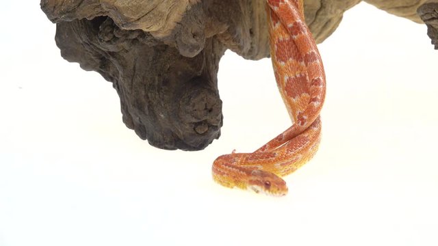 Tiger Python molurus bivittatus morph albine burmese on wooden snag in white background. Close up