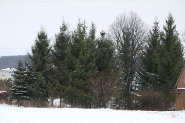 baum