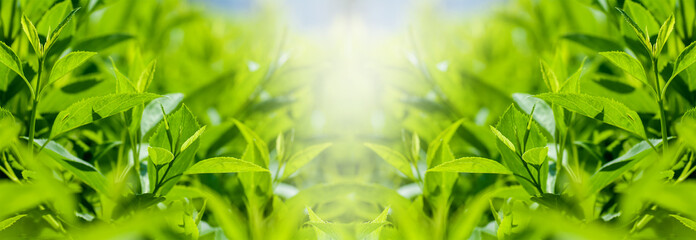 panorama of fresh green leaves of bushes in spring in the park, spring background