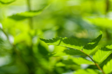 background of fresh green leaves of bushes in spring in the park, spring mood