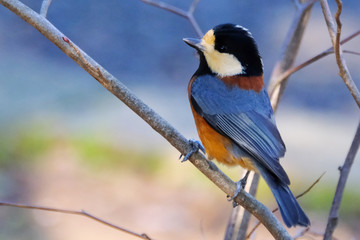 varied tit on branch