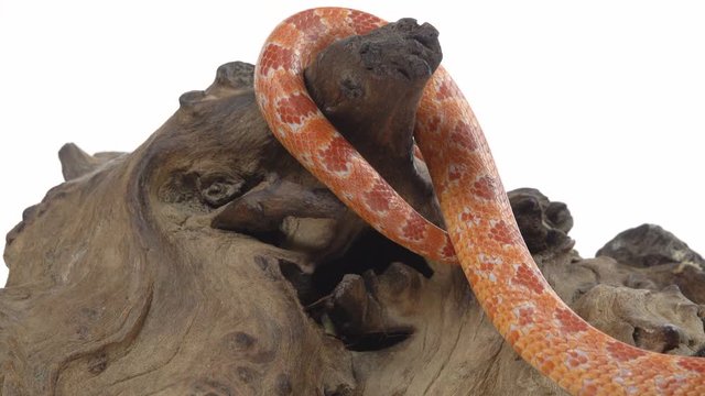 Tiger Python molurus bivittatus morph albine burmese on wooden snag in white background. Close up