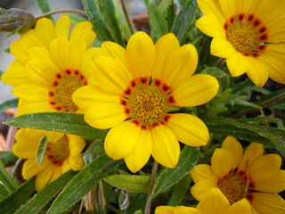 Beautiful yellow gazania rigens flowers