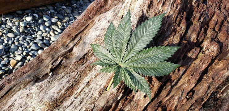 Cannabis Leaf on a Beachside Log_1