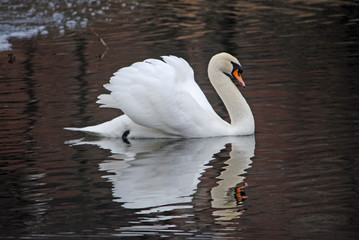 Naklejka premium Mute Swan on Lake