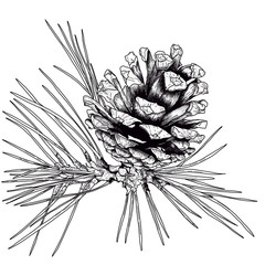 Pine cone graphic black and white illustration. Scandinavian style