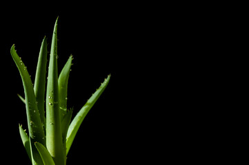 Aloes leaf and water drops leaf closeup on black background. Aloe Vera on left side of the picture isolated on black background. Aloevera close-up for cosmetics, beauty, alternative medicine.