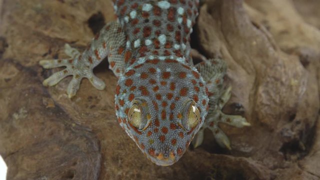 Tokay gecko - Gekko gecko on wooden snag in white background. Close up