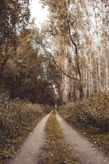 Obraz premium The path in the autumn forest. Fall background path.