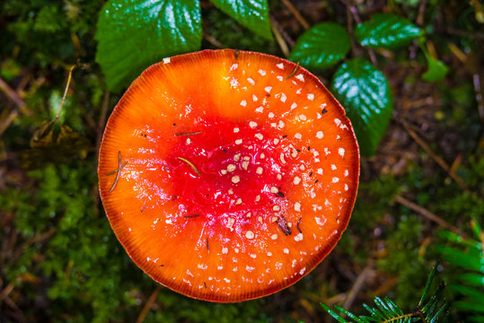 champignons