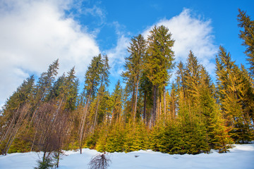 winter scenery with pines and mountains