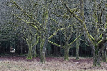 The blood red leaves and the dead winter trees gives a creepy atmosphere to a small wood in South Bavaria, Germany.