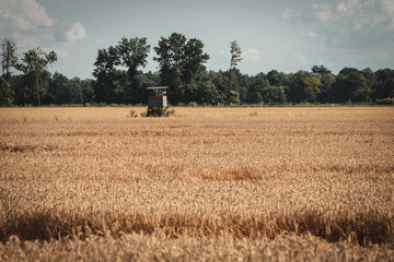 Fototapeta premium Wheat field with watch tower in the background. 