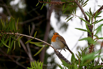 robin on a tree branch beautiful bright bird 