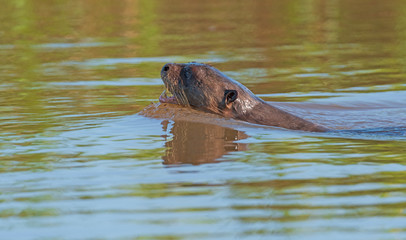 Fototapeta premium Giant River Otters Swimming in the Pantanal Wetlands