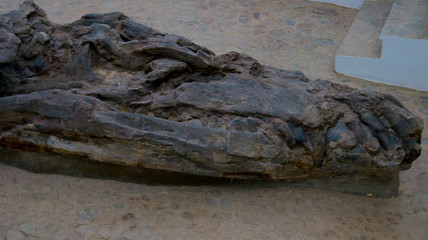 Cabeza de KRONOSAURUS BOYACENSIS