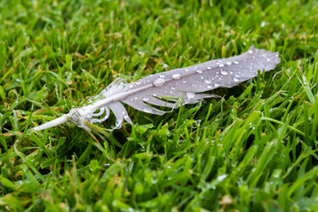 water drops on a feather