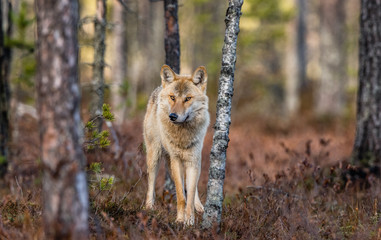 Eurasian wolf, also known as the gray or grey wolf also known as Timber wolf. Front view. Scientific name: Canis lupus lupus. Natural habitat. Autumn forest..