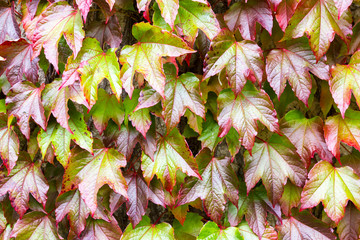 Fototapeta premium Boston Ivi - Parthenocissus tricuspidata