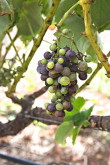 Close-up of a bunch of unharvested wine grape