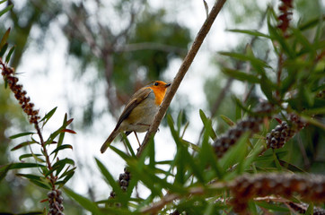 beautiful bright bird robin on a tree branch 