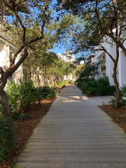 Wooden Walk Way with Trees