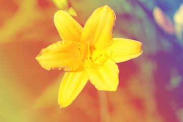 Beautiful yellow lilies photographed close up on blurred background
