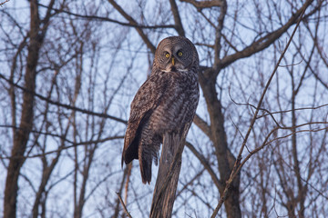 A lone gray owl