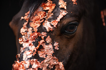 Detail eines Portraits von einem Pony mit Kupfer auf dem Kopf