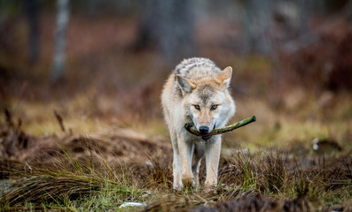 The wolf holds a bone in its mouth and walks through the forest .Eurasian wolf, also known as the gray or grey wolf also known as Timber wolf.  Scientific name: Canis lupus lupus. Natural habitat.