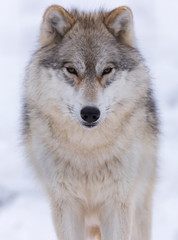 Timber wolf © Joe
