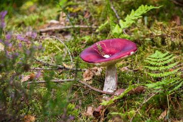 Colorful forest mushroom