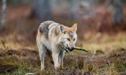 The wolf holds a bone in its mouth and walks through the forest .Eurasian wolf, also known as the gray or grey wolf also known as Timber wolf.  Scientific name: Canis lupus lupus. Natural habitat. © Uryadnikov Sergey