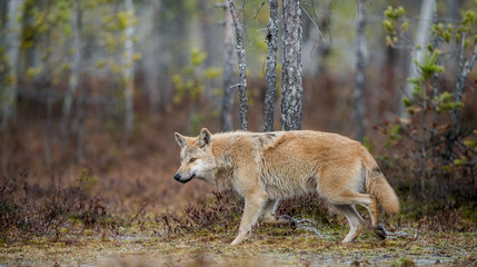 Naklejka na ściany i meble A wolf sneaks through the autumn forest. Eurasian wolf, also known as the gray or grey wolf also known as Timber wolf. Scientific name: Canis lupus lupus. Natural habitat. Autumn forest..