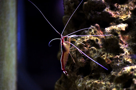 Lysmata amboinensis - Saltwater cleaner shrimp, invertebrate creature