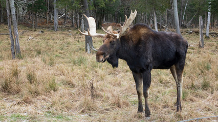 A lone moose in the woods